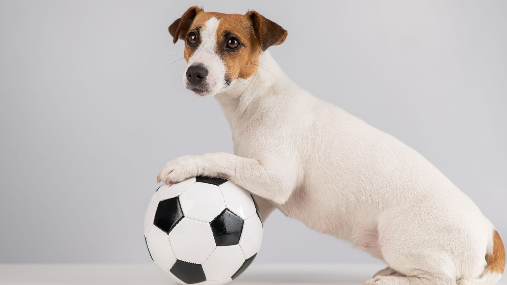 ¿Zurdo o diestro? Cómo averiguar qué es tu perro.