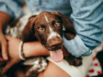 Los veterinarios confirman que los perros pueden ser diestros o zurdos: cómo averiguarlo