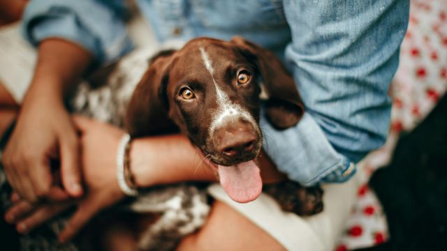 Cómo saber si tu perro es zurdo o diestro.
