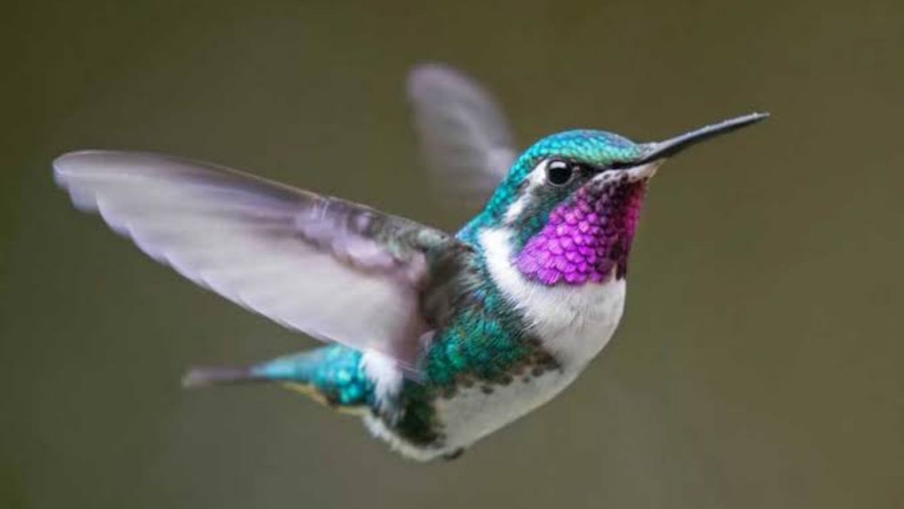 Nancy Gargiulo, experta paisajista: "Si querés tener un jardín con colibríes todo el año, plantá estas dos especies de salvias"