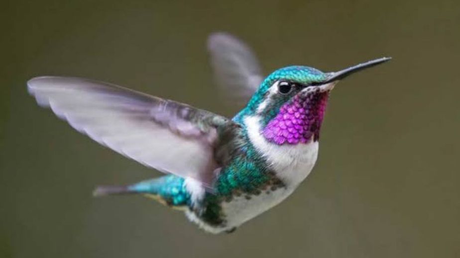 Colibrí.