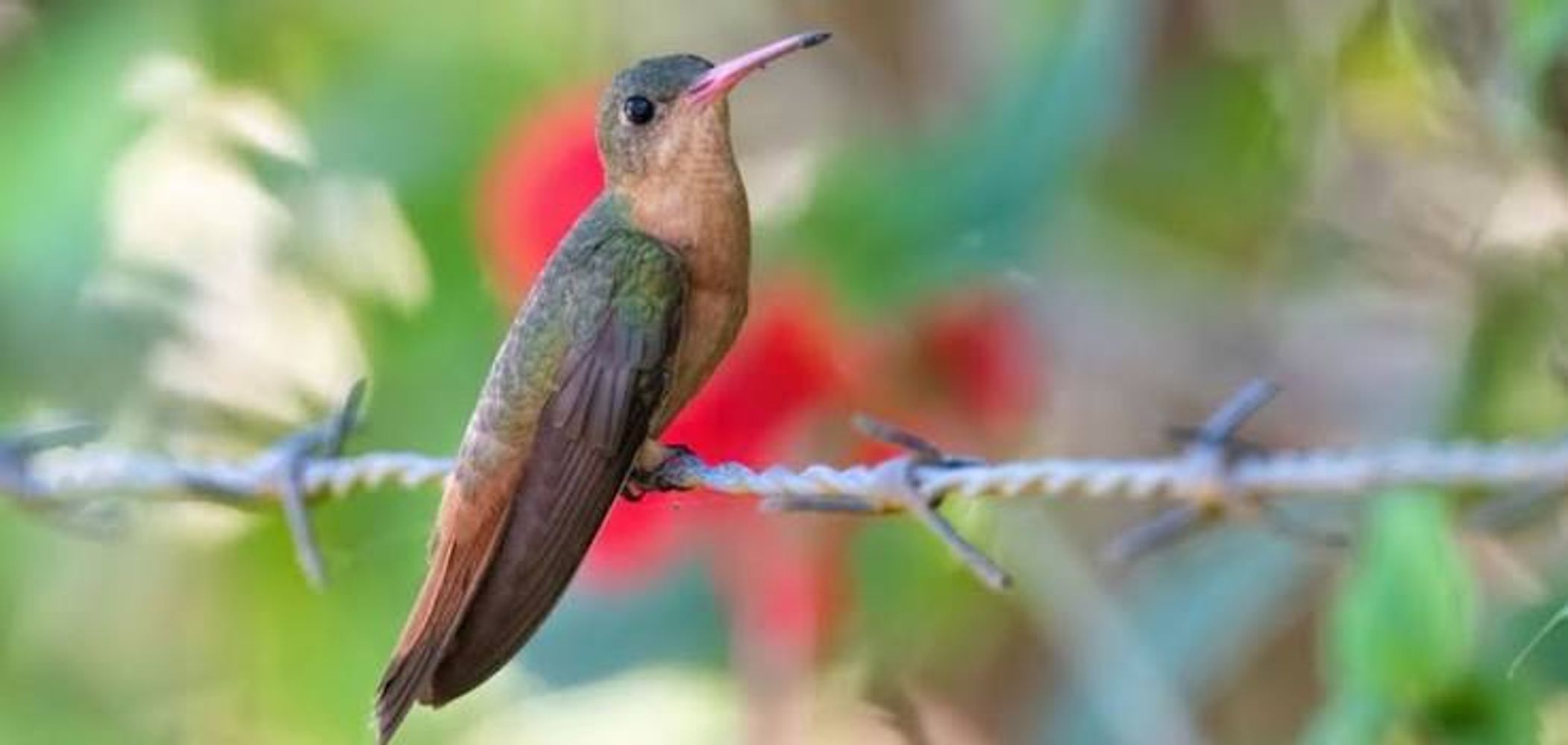 Colibrí.