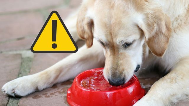 Si tu perro hace esto al volver del paseo, prestá atención: el error con su bebedero que podría ser fatal en su salud