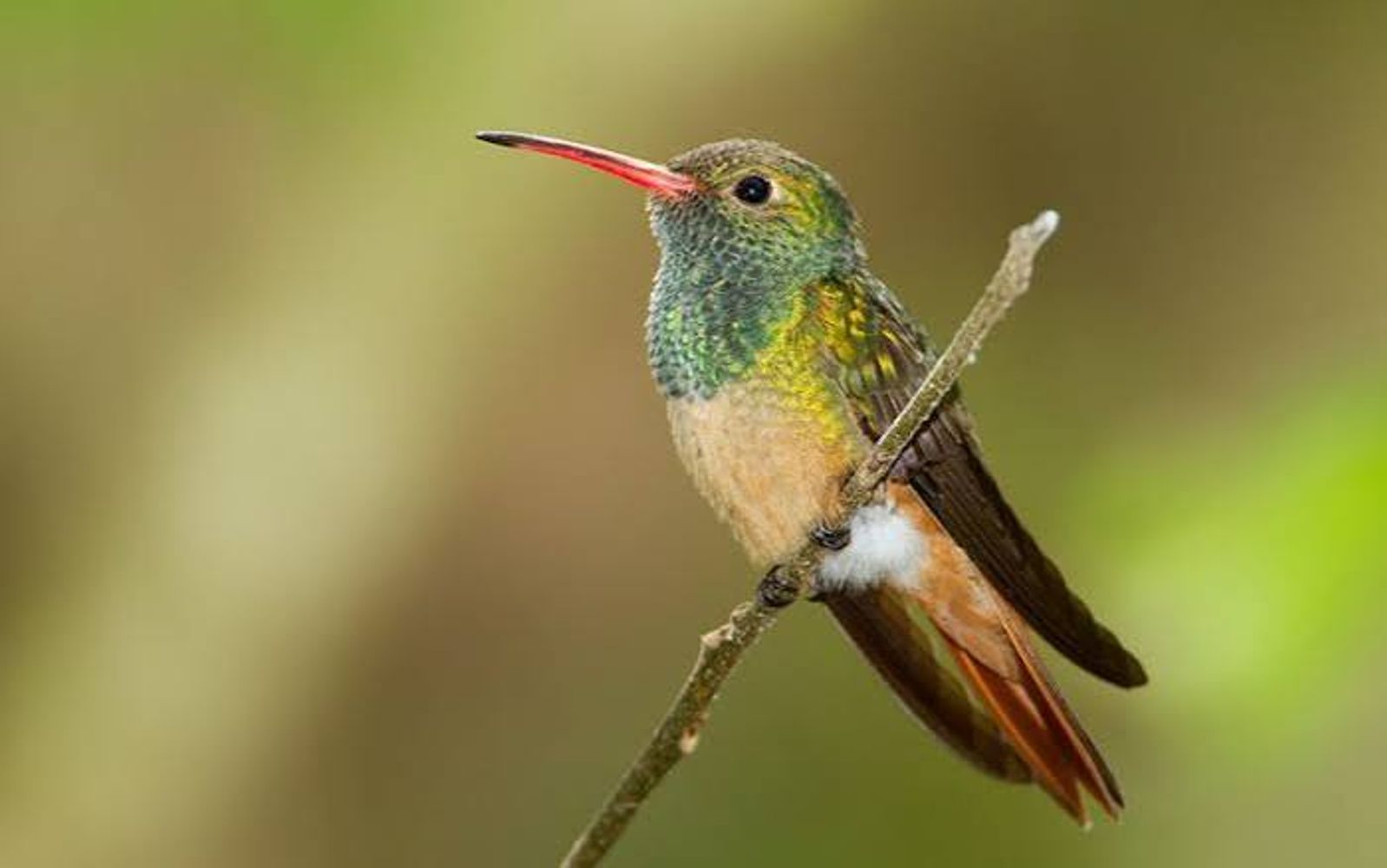 Colibrí.