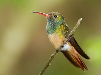 Nancy Gargiulo, experta paisajista: "Si querés tener un jardín con colibríes todo el año, plantá estas dos especies de salvias"