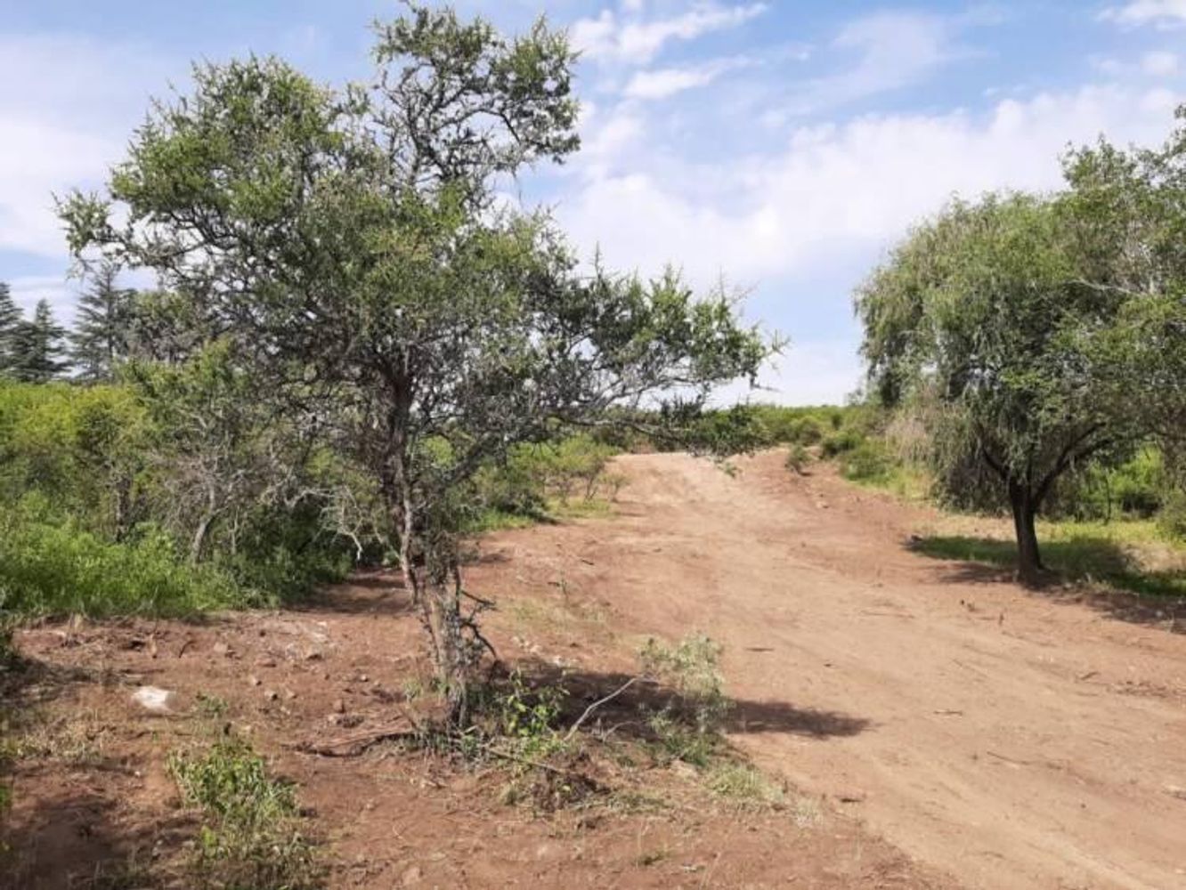 La nueva Reserva Cultural Natural Municipal El Puma protege más de 75 hectáreas de bosque serrano en el sector oeste de La Falda.
