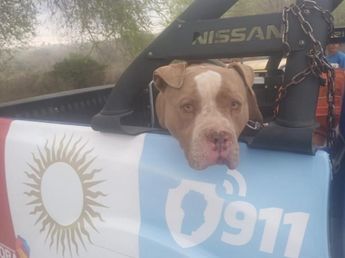 Ataque de pitbull en Alta Gracia: la frase del dueño tras la muerte del nene de 2 años
