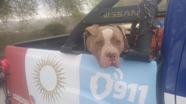 El perro que atacó al nene en Alta Gracia.