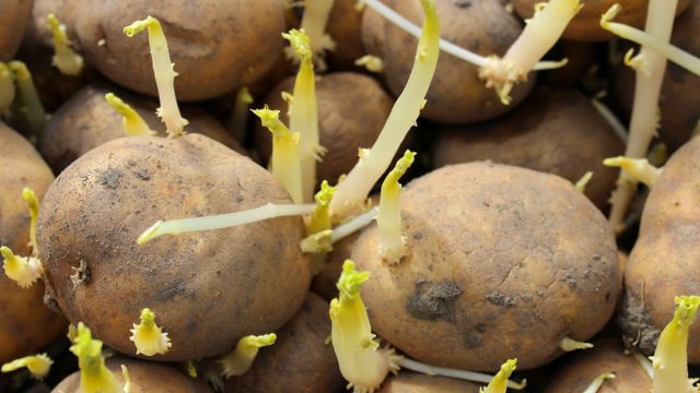 Cómo hacer que no le salgan brotes a las papas.