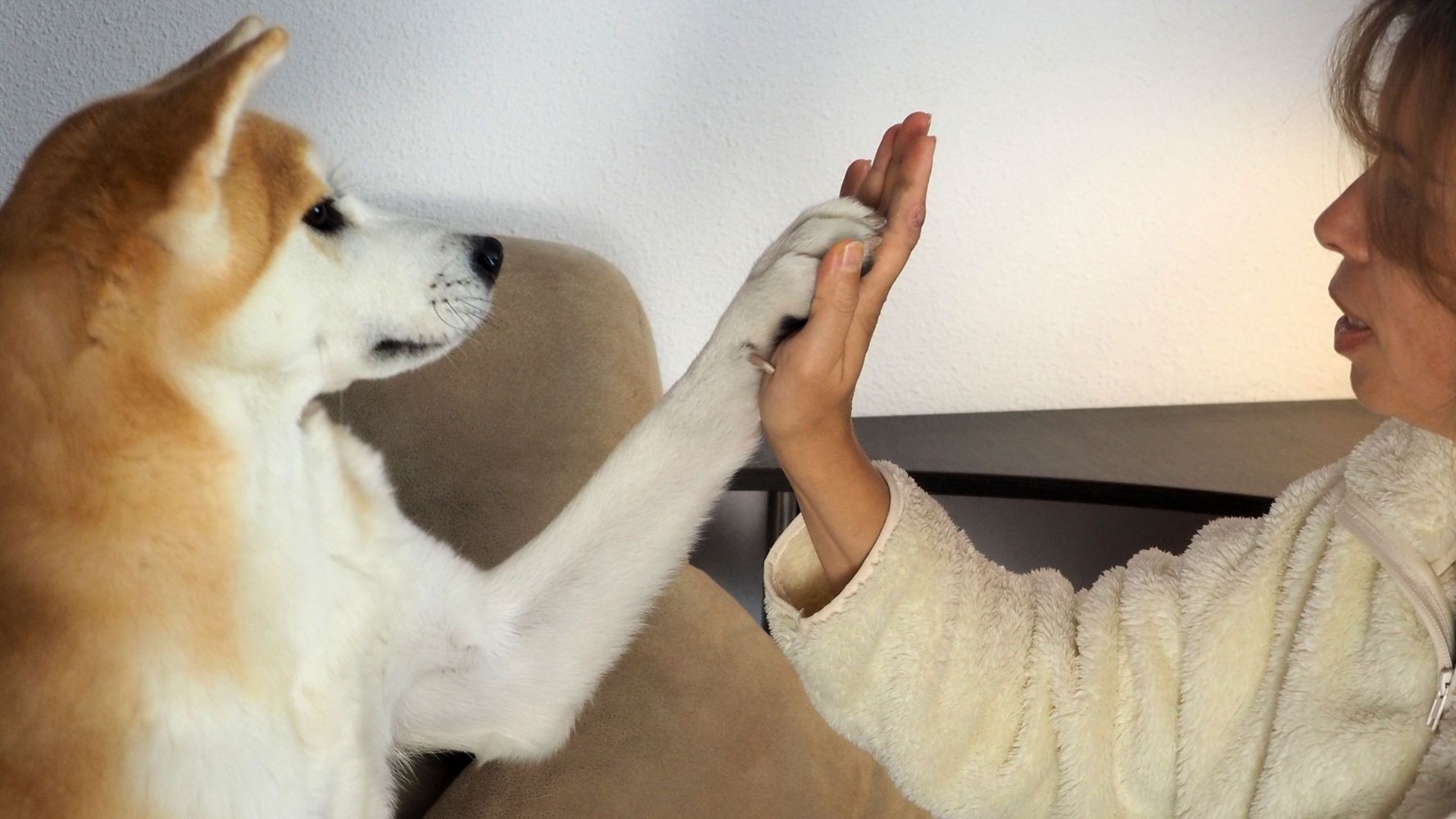 La conexión entre animales y humanos.