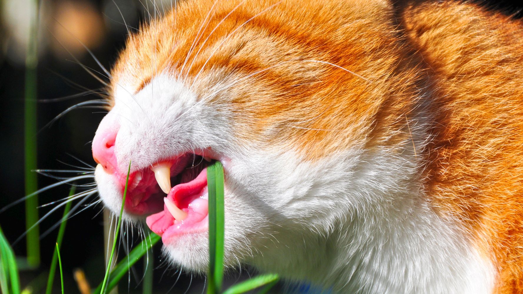Gato come pasto.