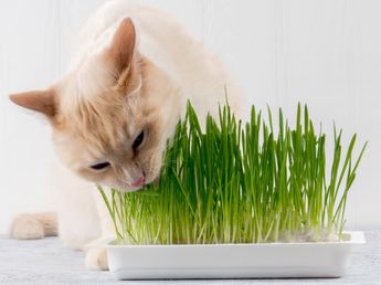 Los veterinarios coinciden: los gatos que vomitan después de comer pasto no lo hacen porque la planta sea tóxica, sino que se purgan por dentro