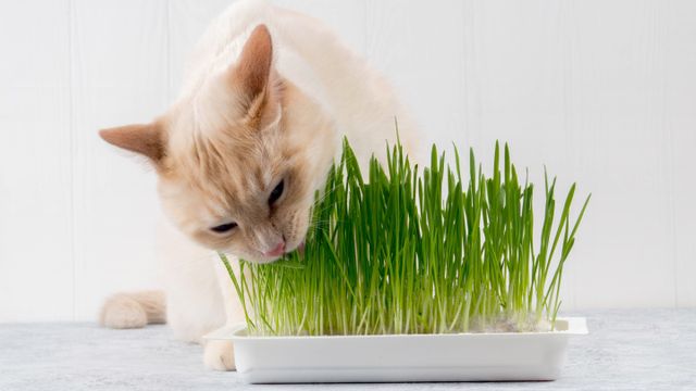Por qué los gatos votiman cuando comen pasto.