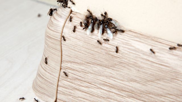 Cómo eliminar las hormigas de la casa.