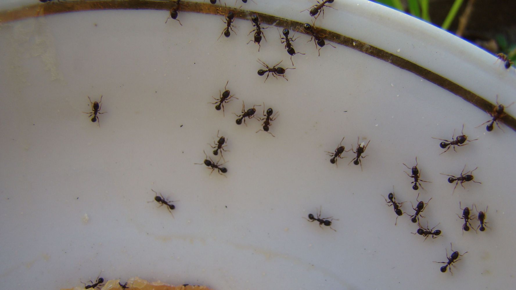 Hormigas.