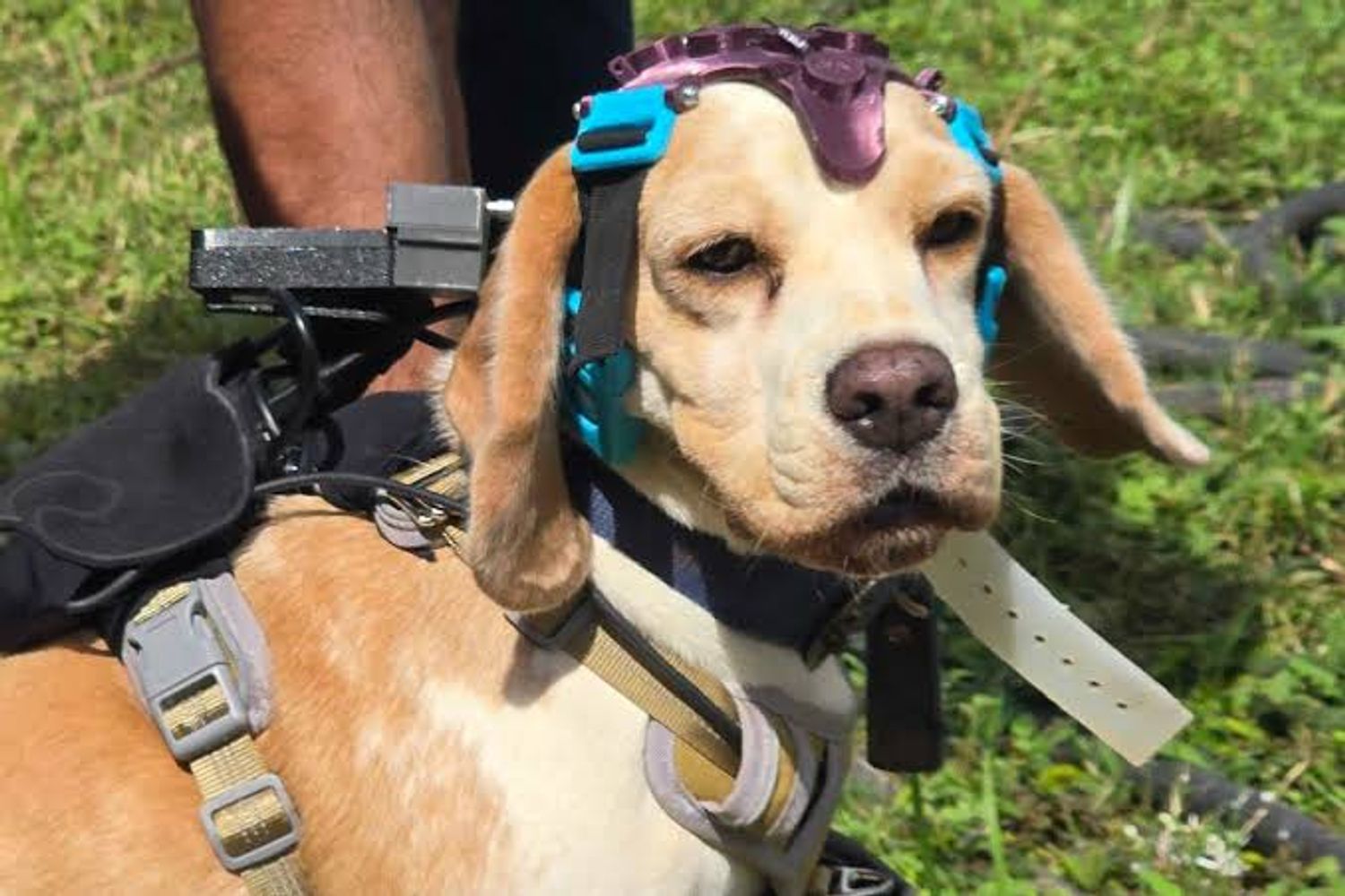Perros e inteligencia artificial, el sistema que busca detectar tempranamente el cáncer.