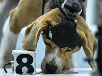 Utilizan perros e inteligencia artificial para detectar cáncer tempranamente: el increíble proyecto que promete revolucionar la ciencia
