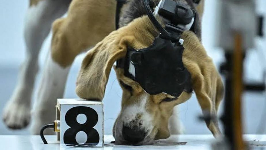 Utilizan perros e inteligencia artificial para detectar cáncer tempranamente: el increíble proyecto que promete revolucionar la ciencia