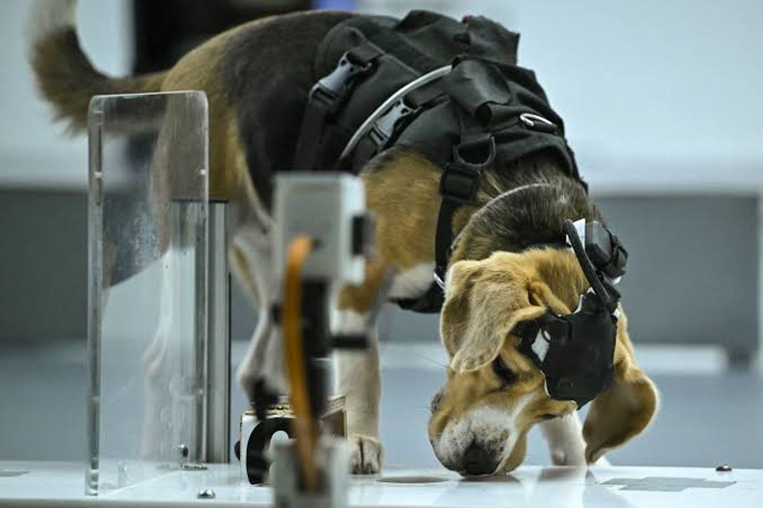 Perros e inteligencia artificial, el sistema que busca detectar tempranamente el cáncer.