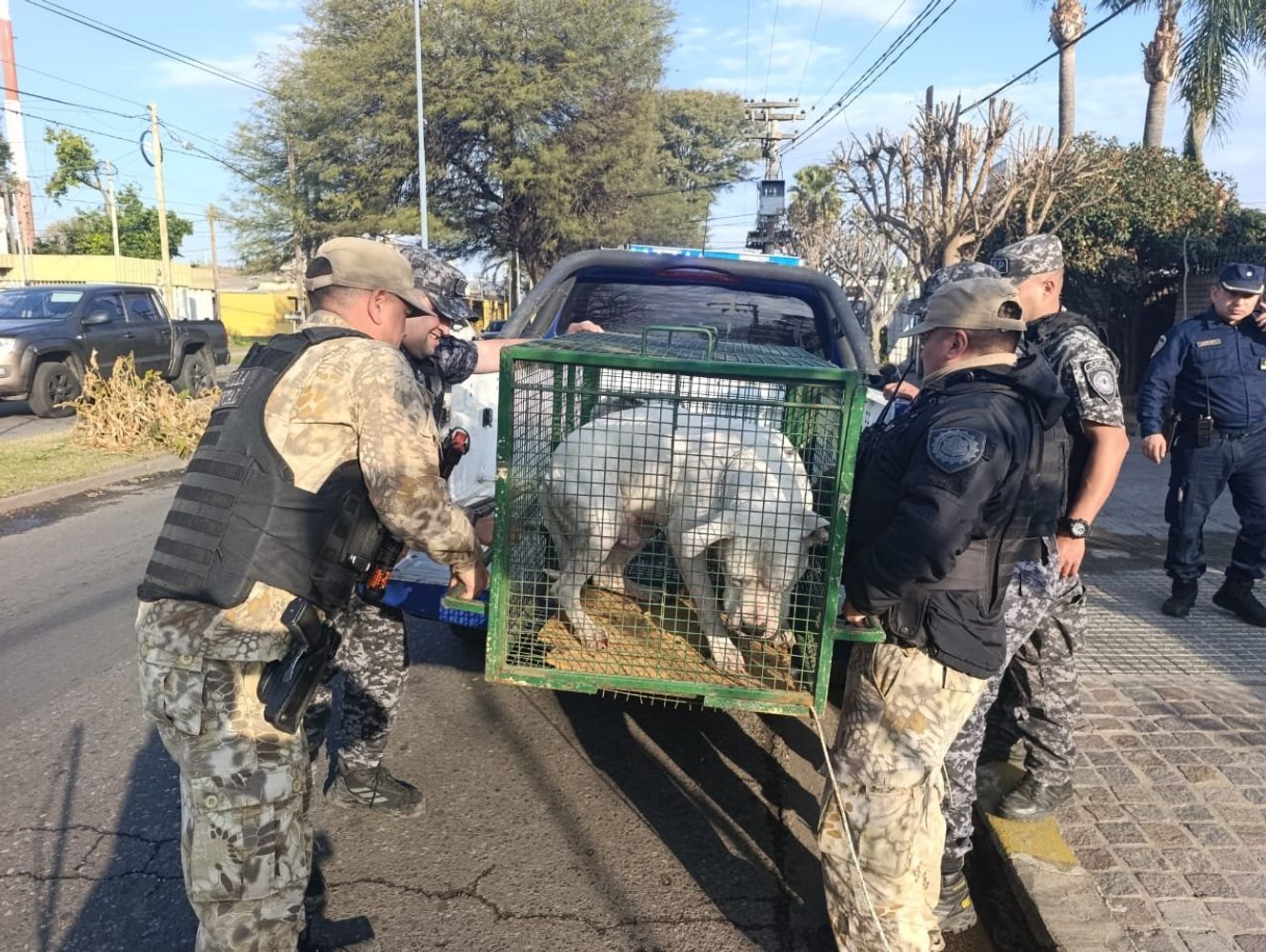 Los perros de raza dogo fueron puestos a resguardo por efectivos policiales.