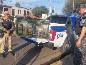 Tensión en Córdoba por dos perros dogos sueltos: vecinos se subieron a árboles por temor a un ataque