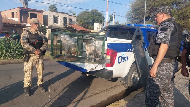 Los perros de raza dogo fueron puestos a resguardo por efectivos policiales.