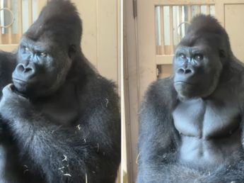 Kiyomasa, el gorila de Japón que llamó la atención por sus reacciones humanas: “Parece una persona”