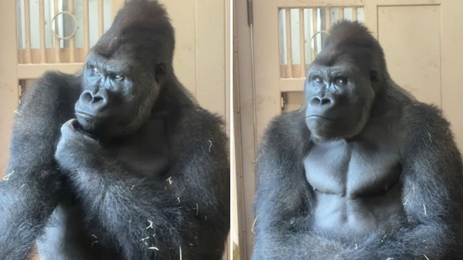 Kiyomasa, el gorila de Japón que llamó la atención por sus reacciones humanas: “Parece una persona”