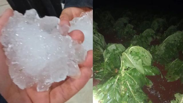 Fuerte granizada azotó el noreste de Misiones y afectó cultivos.