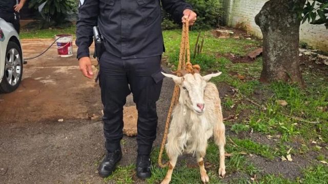 Una cabra apareció suelta en una calle de Oberá y terminó bajo resguardo policial.
