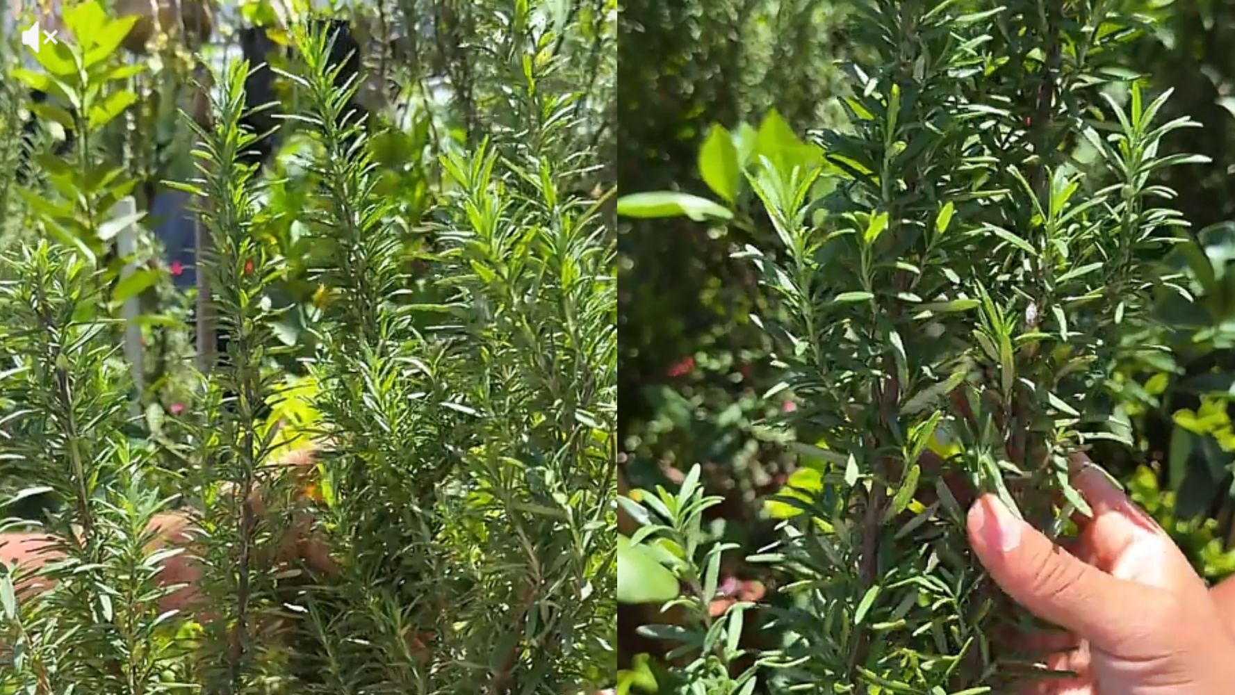 Cómo mantener la planta de romero verde.