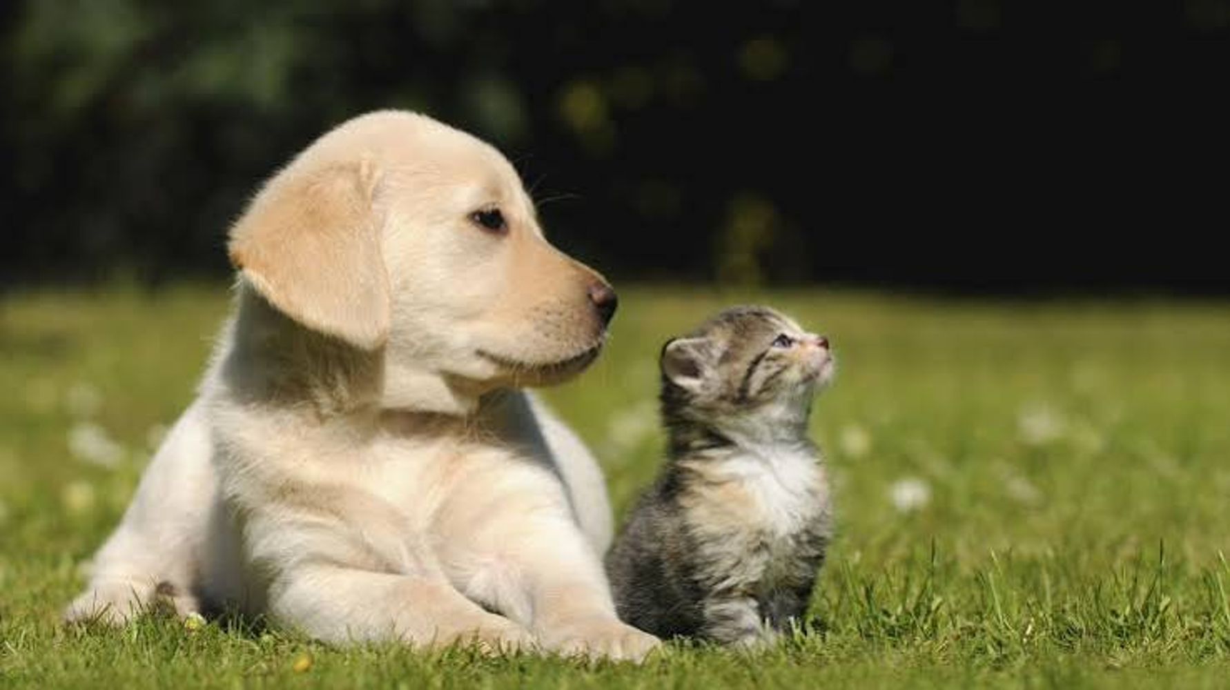 Perros y gatos.