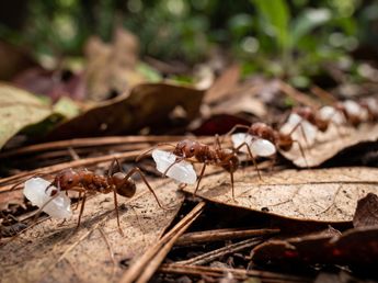 La Gaia Universidad Permacultura recomienda: el arroz blanco partido es ideal para controlar la invasión de hormigas podadoras
