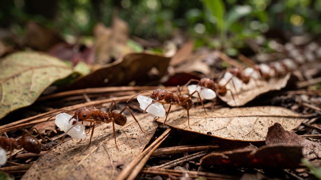 La Gaia Universidad Permacultura recomienda: el arroz blanco partido es ideal para controlar la invasión de hormigas podadoras
