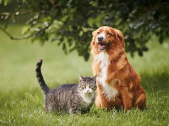 Un crematorio y un espacio para la memoria para mascotas: el proyecto que podría llegar en el futuro