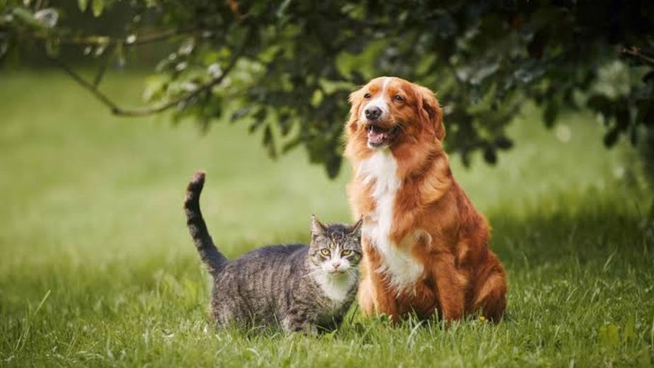 Un crematorio y un espacio para la memoria para mascotas: el proyecto que podría llegar en el futuro