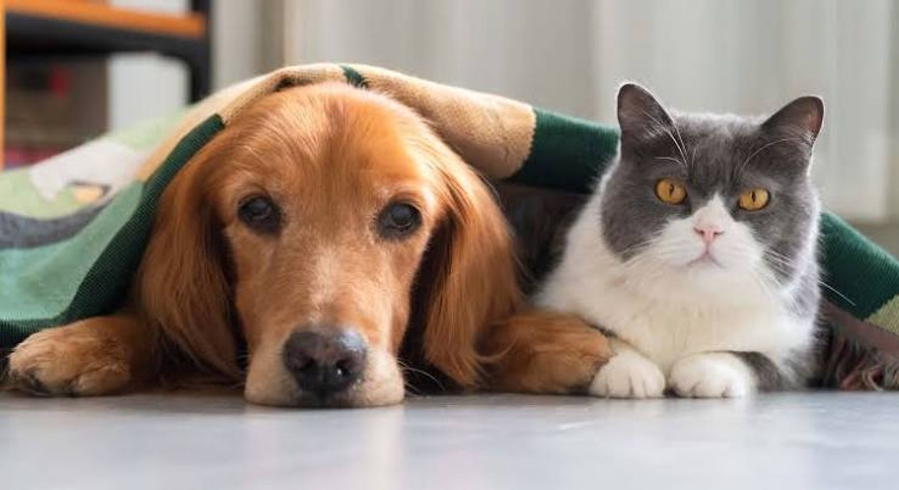 Perros y gatos.