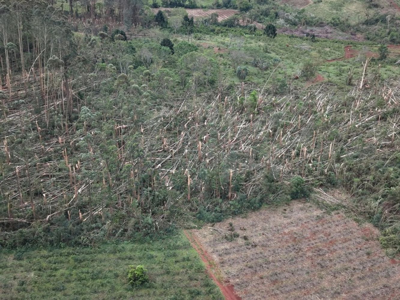Tornado en San Pedro: productores estiman pérdidas millonarias y ya comenzaron a reconstruir sus chacras.