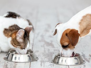 Ni carne ni pescado: la comida de tu perro o gato podría terminar contaminada por esta razón científica