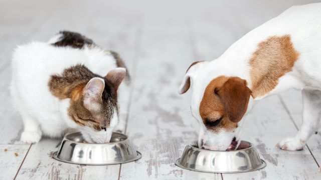 Comida de perro y gato.