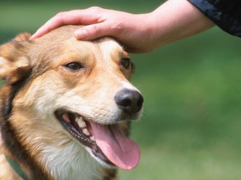 Los veterinarios coinciden: "Obligar a tu perro a saludar a todo el mundo puede generar estrés y malestar"