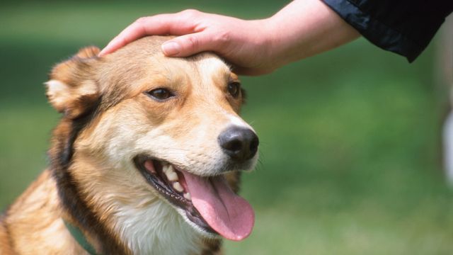Por qué puede ser perjucidial obligar que tu perro sea sociable con todos.