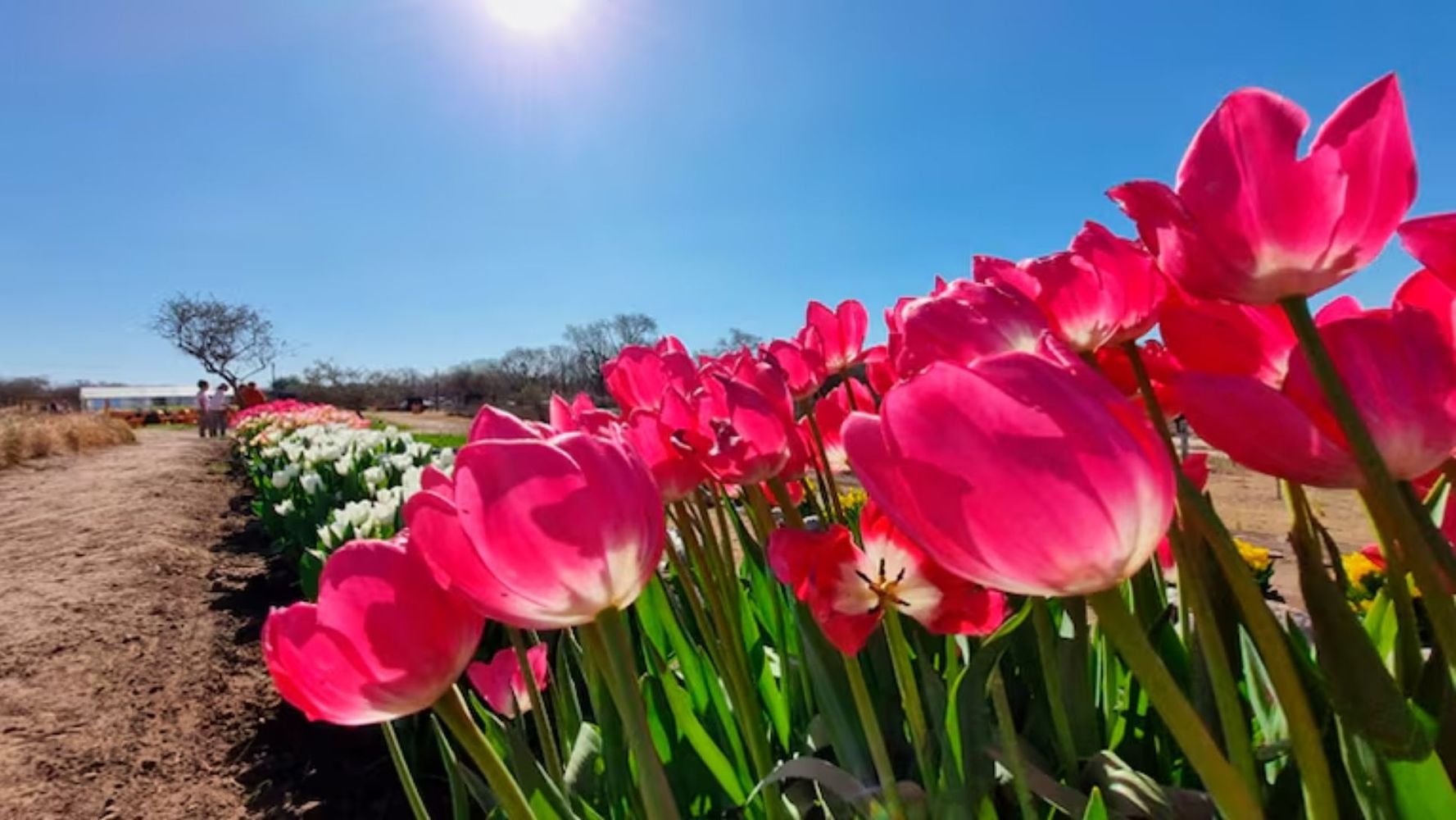 Un campo de tulipanes en Córdoba.