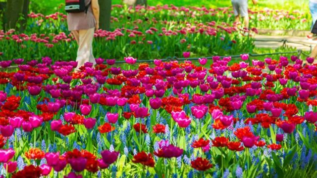 Un campo de tulipanes en Córdoba. 