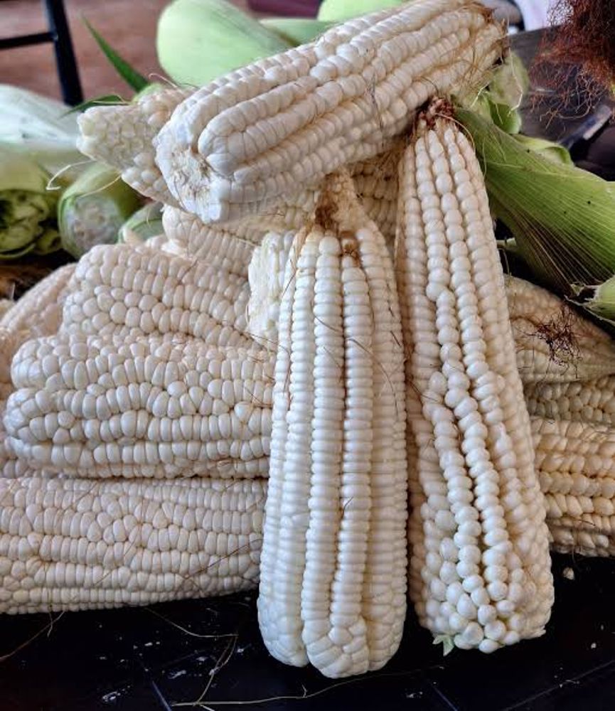 El maíz capia, rico en almidones, es la base de este postre tradicional.