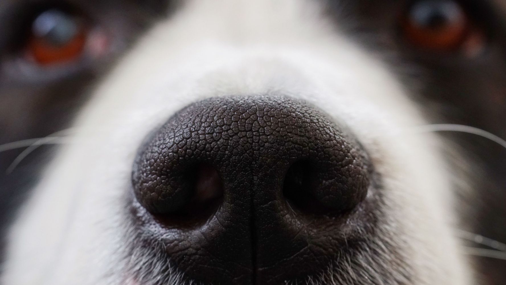 Por qué se le seca la nariz a los perros.