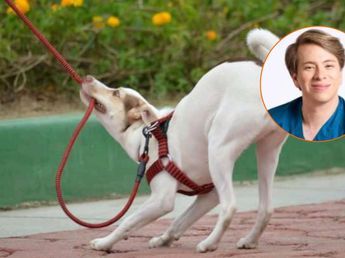 Enzo Roubaud, veterinario: "Los perros que muerden la correa no desobedecen, canalizan su activación emocional"