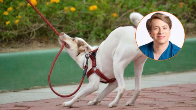 La explicación del médico veterinario.