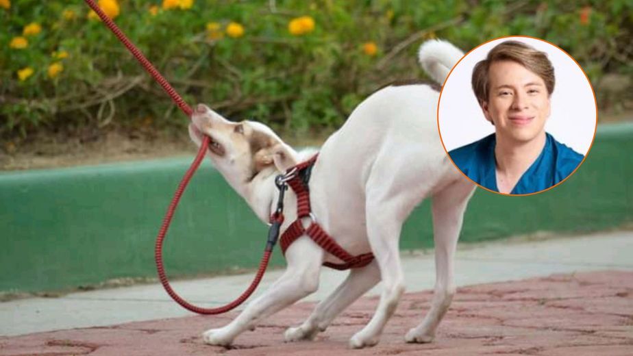 Enzo Roubaud, veterinario: "Los perros que muerden la correa no desobedecen, canalizan su activación emocional"