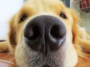 Federico Negro, médico veterinario: “Que tu perro tenga la nariz seca no significa que esté enfermo o con fiebre”